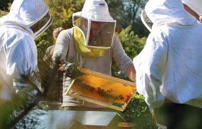 Honey harvest